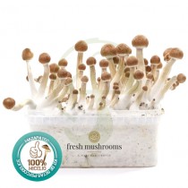 Kit setas Mazatapec 100% Micelio FRESH MUSHROOMS