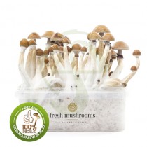 Kit setas mexicanas 100% Micelio fresh mushrooms