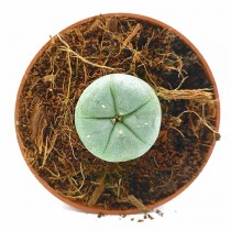 Cactus Peyote con 4 Años de Crecimiento
