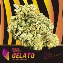 Gelato CBD Indoor 