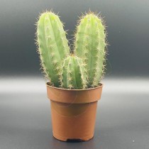 Cactus San Pedro 10 cm