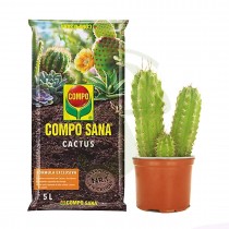 Cactus San Pedro + Sustrato Compo