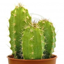 Comprar Cactus Trichocereus bridgesii