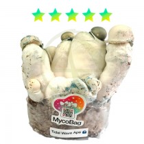 Tidal Wave APE Albina | MycoBag Plug & Play · Full Canopy Genetics