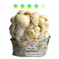 Whitebilly | MycoBag Plug & Play · Full Canopy Genetics
