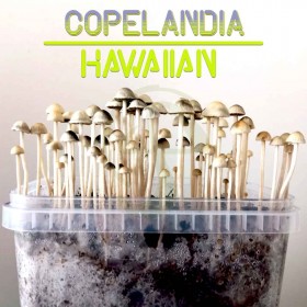Kit setas Copelandia Hawaiian