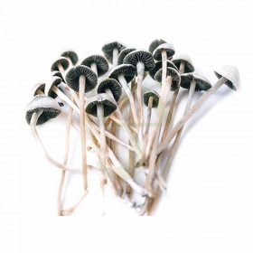 Kit de Setas Copelandia Madagascar - Panaeolus Cyanescens var. Madagascar