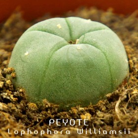 Cactus Peyote - 3cm de diámetro