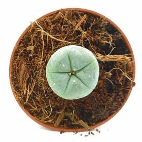 Cactus Peyote con 4 Años de Crecimiento