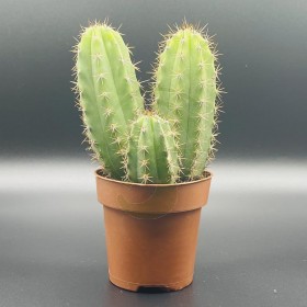 Cactus (3 en 1) San Pedro 5/10 cm