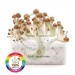 Kit setas Amazonia 100% Micelio