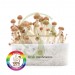 Kit Mix THE SUMMER IS MAGIC amaonia colombianas golden teacher