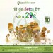 Kit setas B+ 100% Micelio