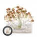 Kit Setas b+ 100% Micelio fresh mushrooms