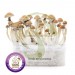 Kit Mix Planet – 5 Kits de Setas Fresh Mushrooms
