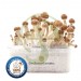 Kit Mix Planet – 5 Kits de Setas Fresh Mushrooms