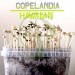 Kit setas Copelandia Hawaiian