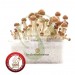 Kit Mix Planet – 5 Kits de Setas Fresh Mushrooms