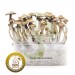 Kit setas Golden Teacher 100% Micelio gresh mushrooms