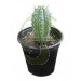 semillas Trichocereus peruvianus | cactus alcaloides