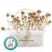 Kit setas Mazatapec 100% Micelio