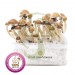 Kit Setas McKennaii 100% Micelio