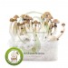 Kit setas mexicanas 100% Micelio fresh mushrooms