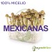 kit setas mexicanas 100% micelio