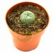 Cactus Peyote - 3cm de diámetro