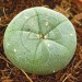 Cactus Peyote con 4 Años de Crecimiento