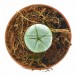 Cactus Peyote con 4 Años de Crecimiento