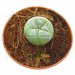 Cactus Peyote con 4 Años de Crecimiento