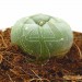 Cactus Peyote con 4 Años de Crecimiento