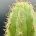 Venta Cactus Trichocereus bridgesii