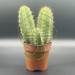 Cactus (3 en 1) San Pedro 5/10 cm