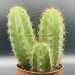 Cactus Trichocereus bridgesii
