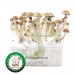 Kit Setas Thailandesa 100% Micelio - 